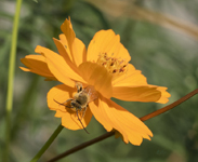 Bee on a Cosmos 2110